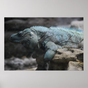 Blue Iguana Print Poster