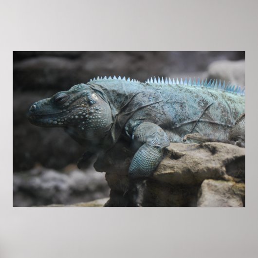 Blue Iguana Print Poster (Vorne)