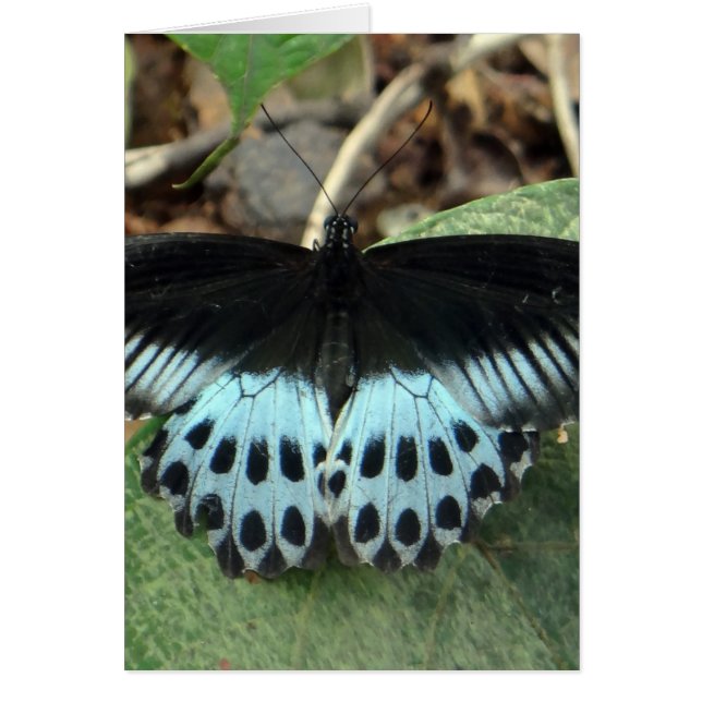 Blue Iridescent Mormon Butterfly (Vorne)