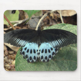 Blue Iridescent Mormon Butterfly Mousepad
