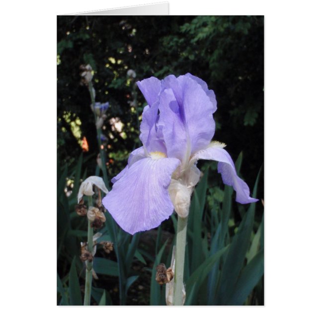 Blue Iris (Vorne)