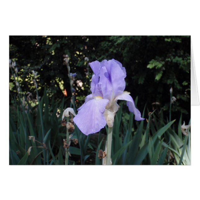 Blue Iris (Vorderseite (Horizontal))