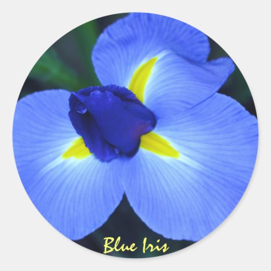 Blue Iris Aufkleber (Vorderseite)