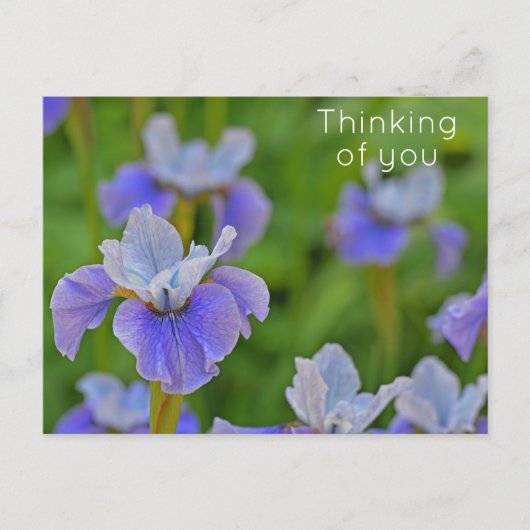 Blue Iris Blume Denken Sie an Sie Postkarte (Vorderseite)