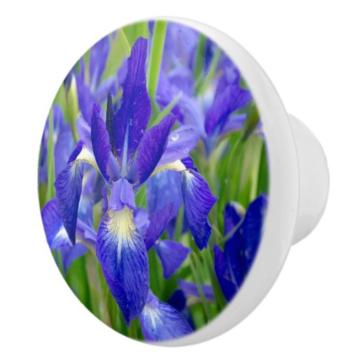 Blue Iris Blume Knob Keramikknauf (Rechts)