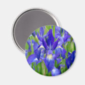 Blue Iris Blume Magnet (Vorderseite/Rückseite)