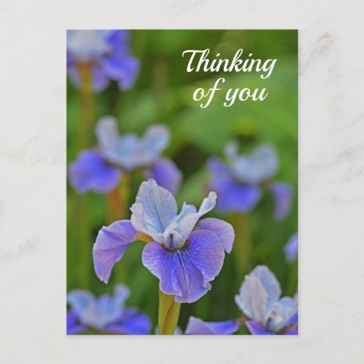 Blue Iris Blume Portrait Denken Sie an Sie Postkar Postkarte (Vorderseite)