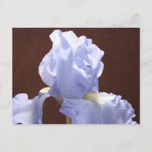 Blue Iris Blume Postkarten Irische Blume Text hinz