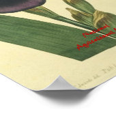 Blue Iris Botanical Print Poster (Ecke)