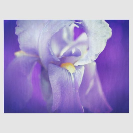 Blue Iris Geschenkpapier Seidenpapier (Vorderseite)