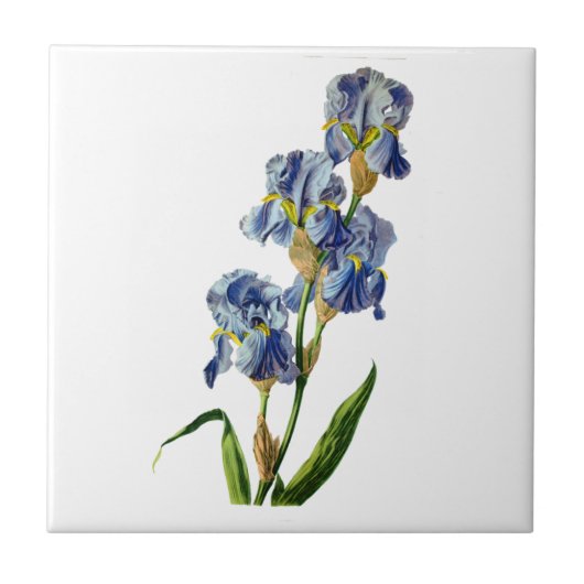 Blue Iris Gezeichnet von Gerard van Spaendon aus d Fliese (Vorderseite)