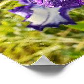 Blue Iris Irish White Blumenblume Garden Poster (Ecke)