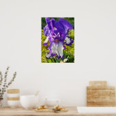 Blue Iris Irish White Blumenblume Garden Poster (Küche)