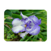 Blue Iris Magnet (Horizontal)