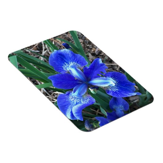 Blue Iris Magnet (Rechte Seite)