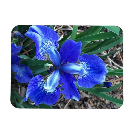 Blue Iris Magnet (Horizontal)