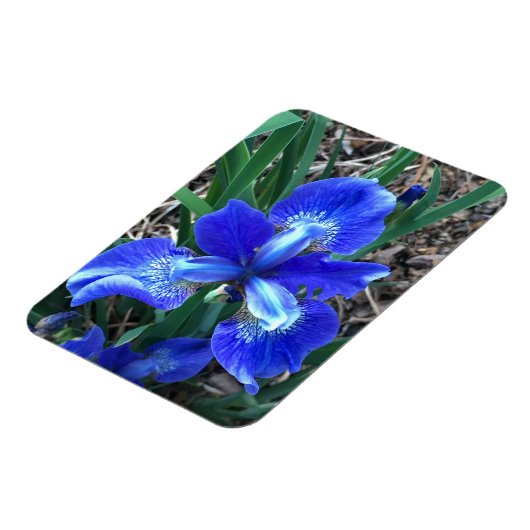 Blue Iris Magnet (Linke Seite)