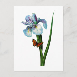Blue Iris mit Butterfly von Redoute Postkarte