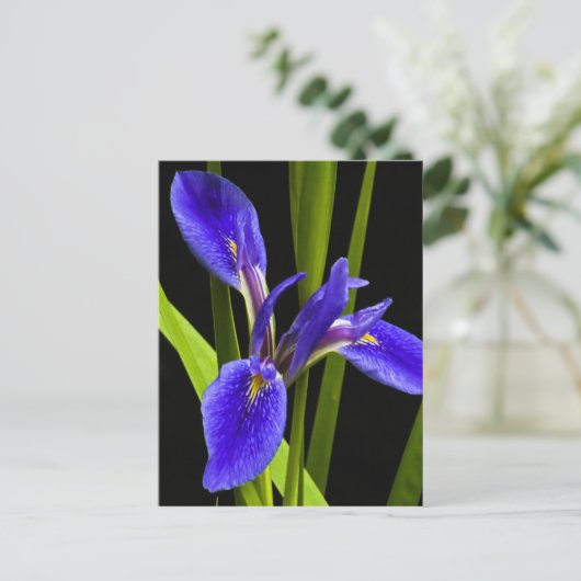 Blue Iris Postcard Postkarte (Stehend Vorderseite)