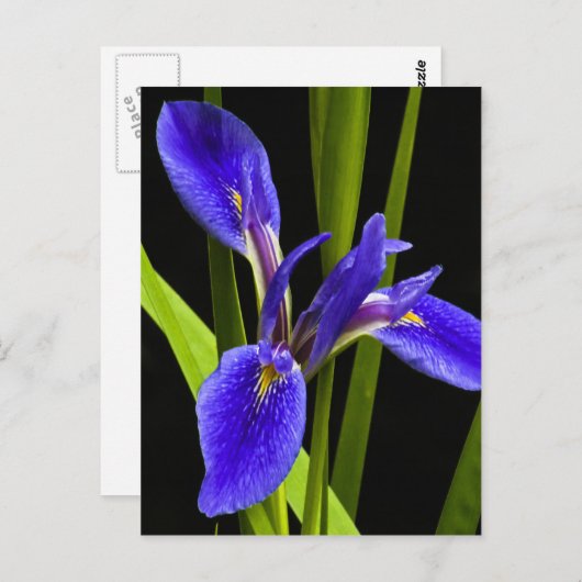 Blue Iris Postcard Postkarte (Vorne/Hinten)
