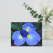 Blue Iris Postcard Postkarte (Stehend Vorderseite)