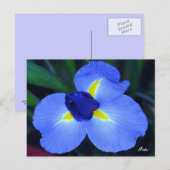 Blue Iris Postcard Postkarte (Vorne/Hinten)