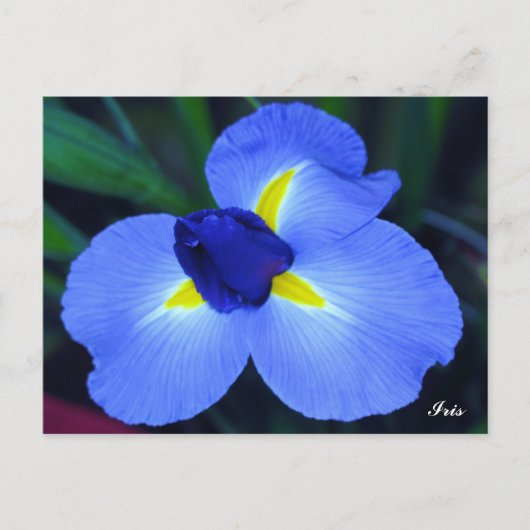Blue Iris Postcard Postkarte (Vorderseite)