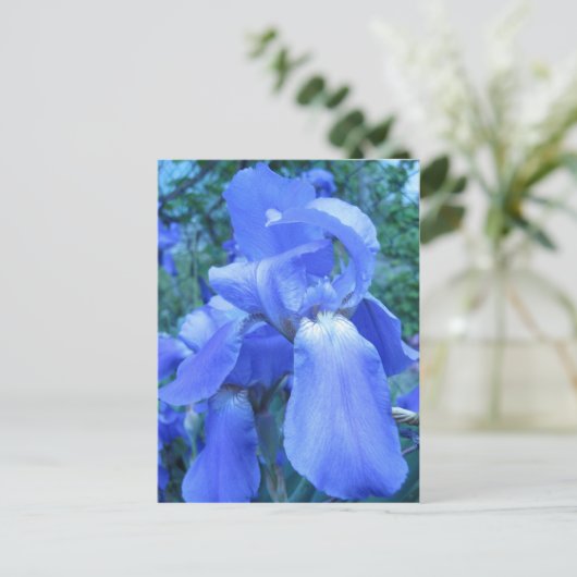 Blue Iris Postkarte (Stehend Vorderseite)