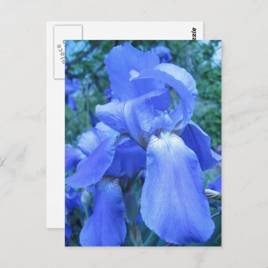 Blue Iris Postkarte (Vorne/Hinten)