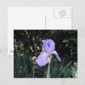 Blue Iris Postkarte (Vorne/Hinten)