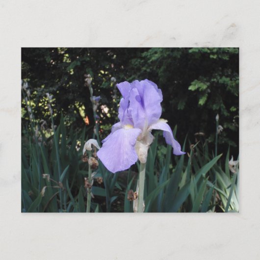 Blue Iris Postkarte (Vorderseite)