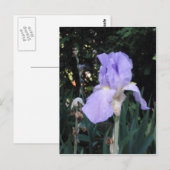 Blue Iris Postkarte (Vorne/Hinten)
