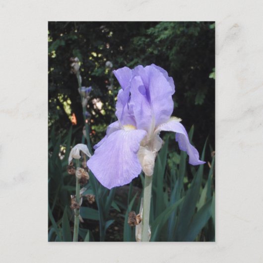 Blue Iris Postkarte (Vorderseite)