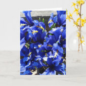 Blue Iris Reticulata (Iris-Netzverbindung) Karte (Gelbe Blume)