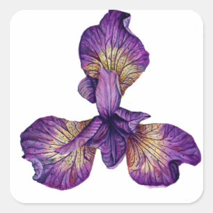 Blue Iris Siberica Blume Quadratischer Aufkleber