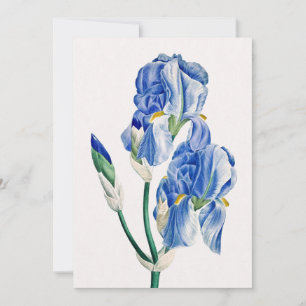 Blue Irises Vielen Dank Feiertagskarte