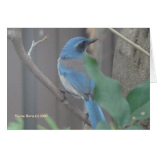 Blue Jay (2a) - Anpassbar