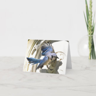 Blue Jay #3 - Blanke Note Card Dankeskarte