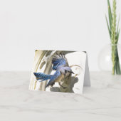 Blue Jay #3 - Blanke Note Card Dankeskarte (Vorderseite)