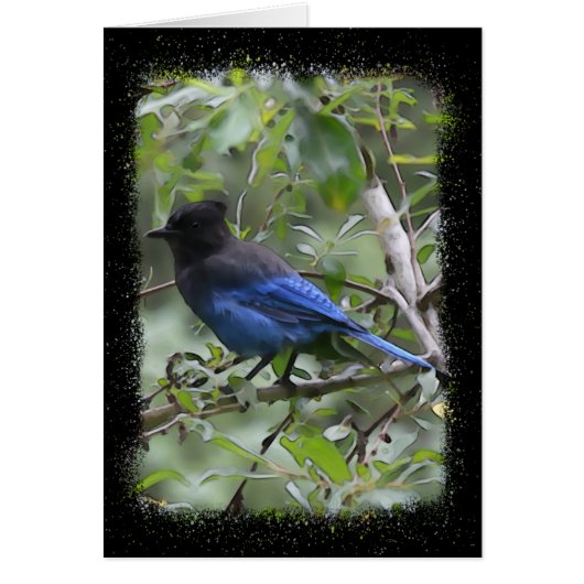 Blue Jay - 5" x 7" Art Card (Vorne)