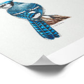 Blue Jay Art Print Poster (Ecke)