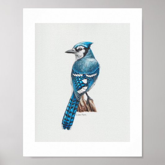 Blue Jay Art Print Poster (Vorne)
