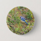 Blue Jay auf Wax Myrtle Button (Vorderseite)