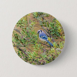 Blue Jay auf Wax Myrtle Button