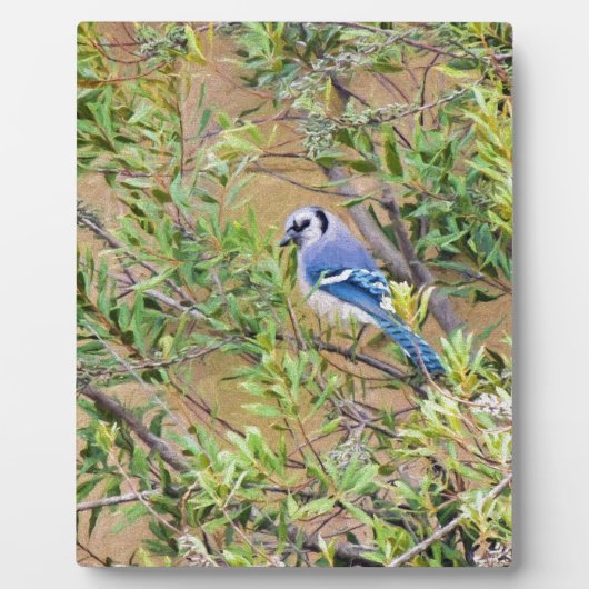 Blue Jay auf Wax Myrtle Fotoplatte (Vorderseite)