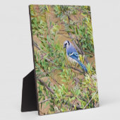 Blue Jay auf Wax Myrtle Fotoplatte (Seite)