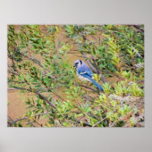 Blue Jay auf Wax Myrtle Poster (Vorne)