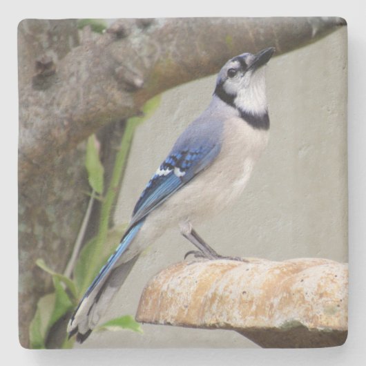 Blue Jay - Backyard Bird Series - Untersetzer (Vorderseite)