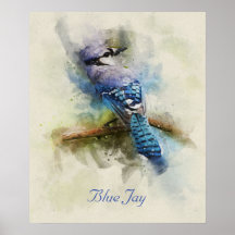 Blue Jay bird Aquarellbild Poster