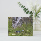 Blue Jay Bird Foto Postcard Postkarte (Stehend Vorderseite)